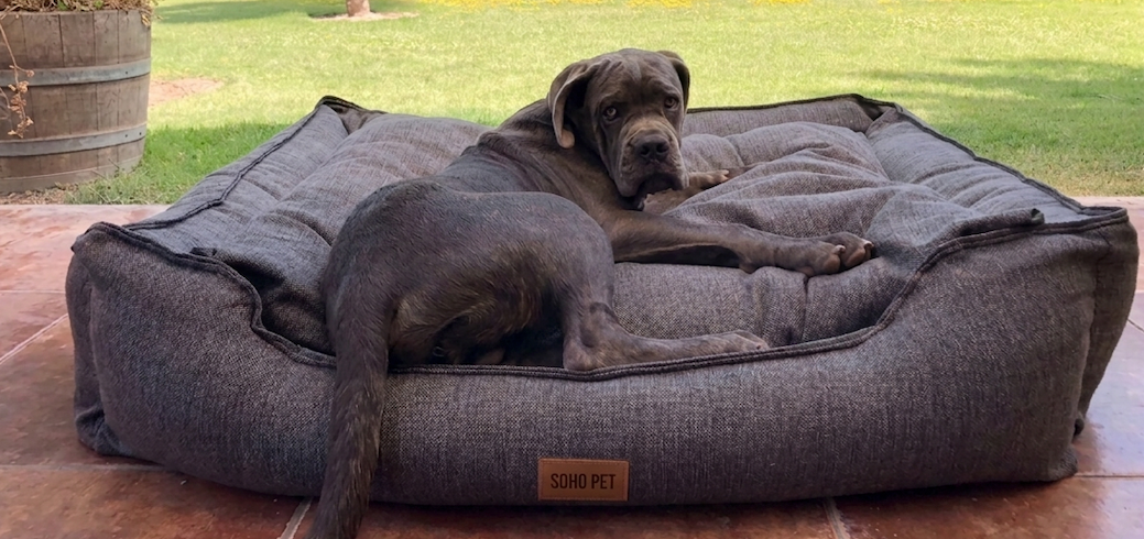 Cama XL  para perros gigantes
