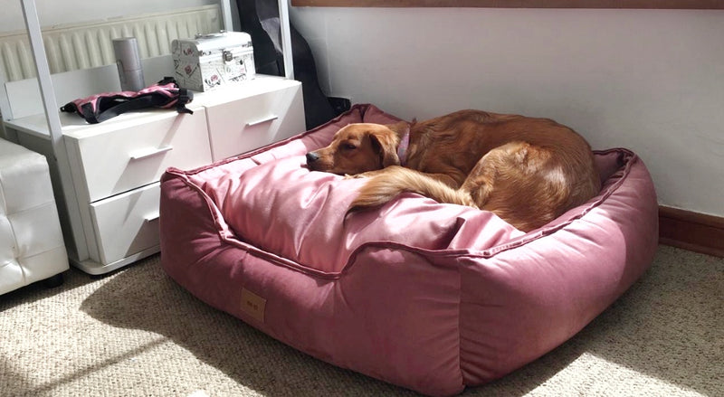 Cama Lounge Felpa Rosa Viejo 🌸